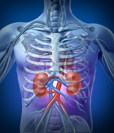 How to Protect your Kidneys - How to Protect your Kidneys