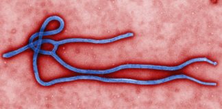 About Ebola - The Deadly Disease