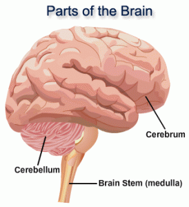 Symptoms of the Brain Tumor