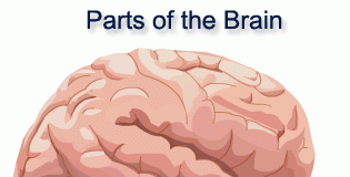 Symptoms of the Brain Tumor