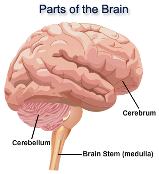 Symptoms of the Brain Tumor