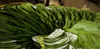 10 Health benefits of chewing Betel leaves