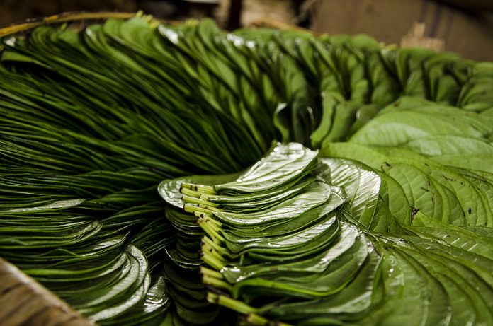 10 Health benefits of chewing Betel leaves