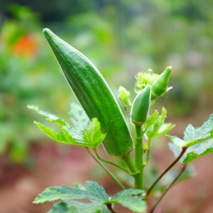 Use bhendi to beat acne, psoriasis, dry & dull skin