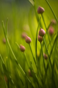 Onion Juice Help With Hair Growth