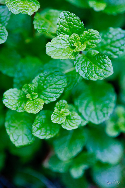 Mint facepacks for soft, glowing, and acne free skin