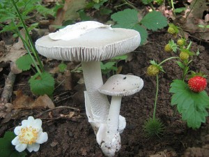 5945787207 7c9cb9b039 300x225 - Simple ways to include Mushrooms to diet