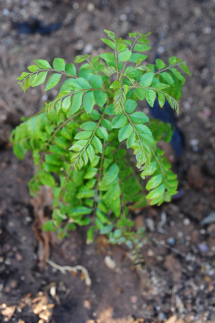 Health benefits by consuming curry leaves or kadi patta