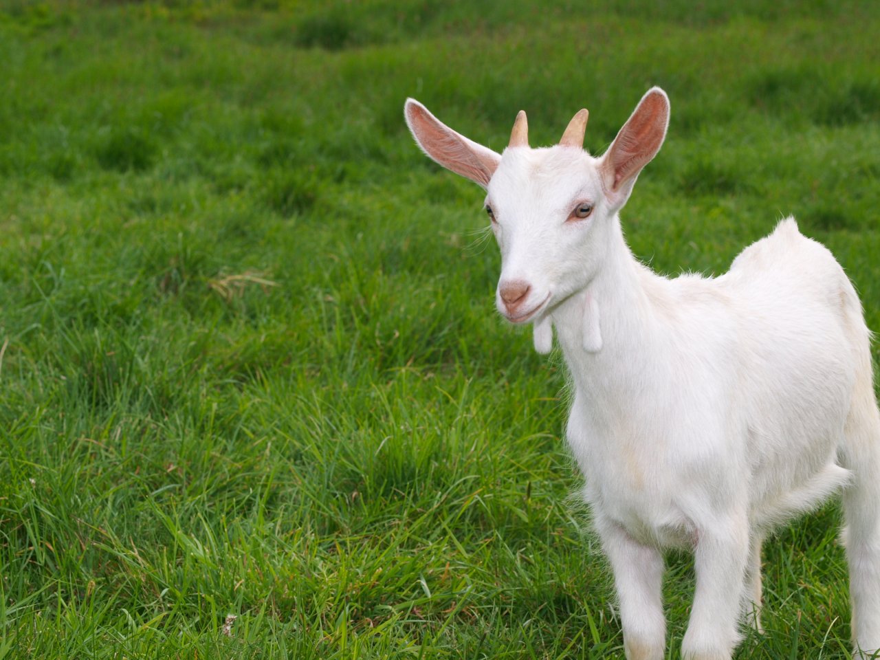 Benefits of goat milk - Yabibo