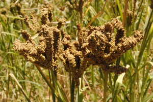 Reasons to consume Finger millet or ragi