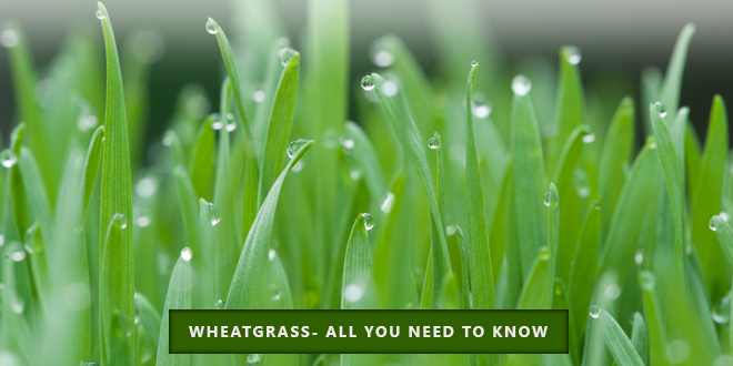Wheatgrass Health Benefits