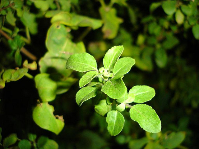Here are top 10 benefits of basil leaves or tulsi.