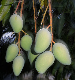 15962011821 553069c4aa n - Health benefits of mango or amchur powder