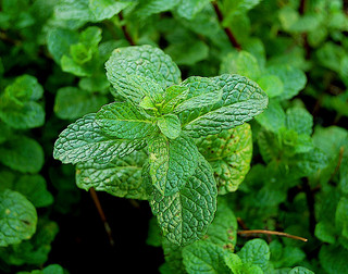 Health Benefits of Mint Leaves video