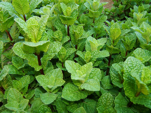 11 wonderful ways pudina or mint keeps you healthy