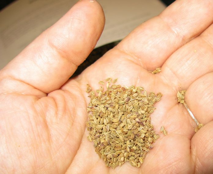 Health benefits of ajwain or carom seeds