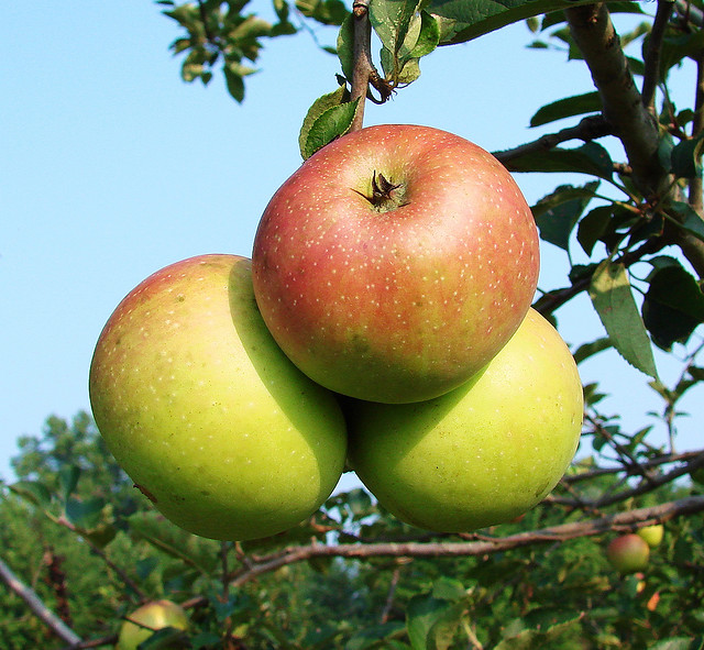10 health benefits of apple