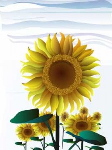 7 reasons sunflower oil scores high as a healthy oil