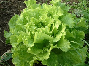 Add lettuce to your diet for 6 healthy reasons