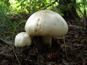 291082 288bfe364a 300x225 - 8 reasons why mushrooms are good for health