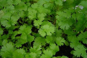 Eat dhania or coriander helps to relieve swelling and pain
