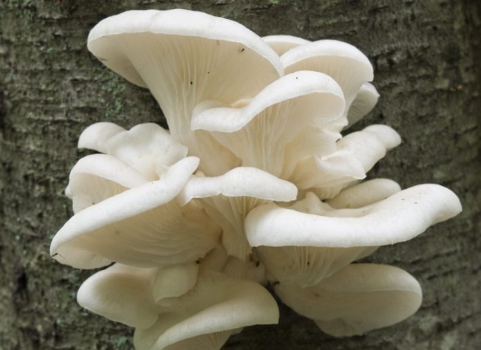 8 reasons why mushrooms are good for health