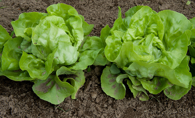 Add lettuce to your diet for 6 healthy reasons