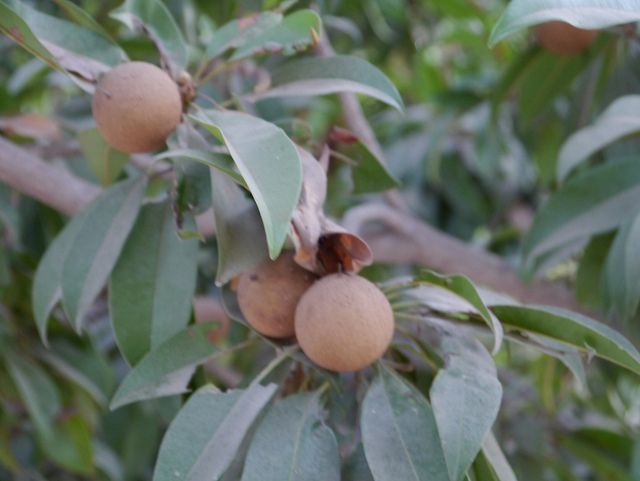 Six health benefits of chikoo