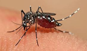 Symptoms treatment and Causes Of Dengue fever