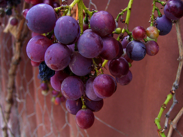 HEALTH BENEFITS OF GRAPES