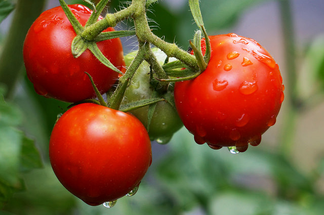 Tomato packs for Sun Protection and glowing skin