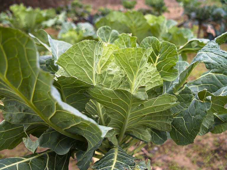 Amazing Health benefits collard greens