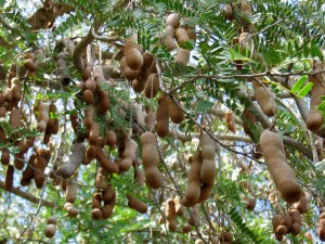 How To Use Tamarind For Skin Whitening?