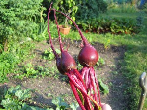 Miracle Drink – Beetroot , Apple, & Carrot Juice 