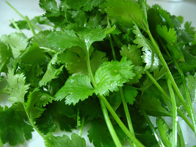 12 amazing health benefits of Coriander leaves