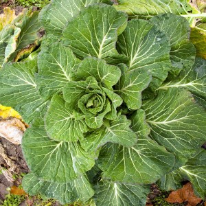 Amazing Health benefits collard greens