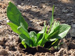 Health and nutritional benefits of spinach