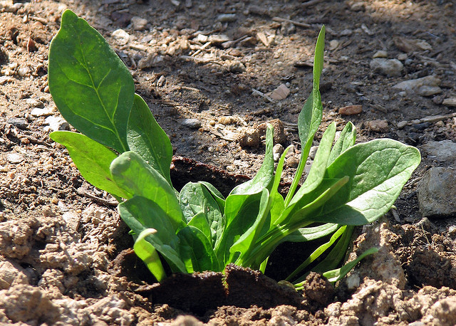 Health and nutritional benefits of spinach