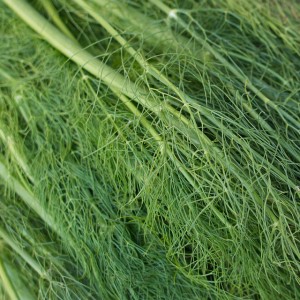 health benefits of fennel, fennel, uses of fennel, nutritional value of fennel