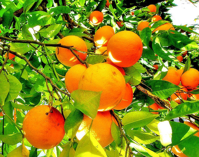 top 10 health benefits of Oranges