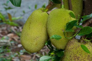 Top 10 Health Benefits of Jackfruit