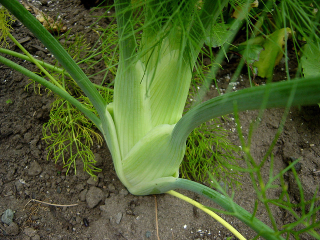 health benefits of fennel, fennel, uses of fennel, nutritional value of fennel