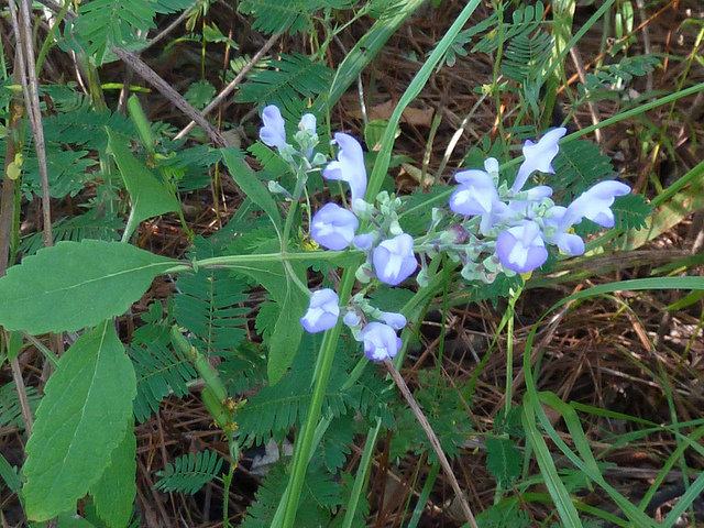 3 Herbs To Relieve Anxiety