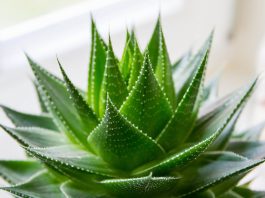 Magical home remedy to get rid of sun tan