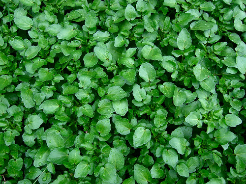 health benefits of watercress