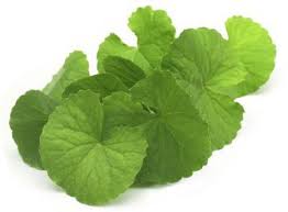Beat cellulite with brahmi leaves