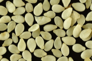 sa white sesame seeds 300x201 - Sesame Oil Benefits for Hair