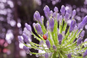 Natural Seeds For Body Scrub