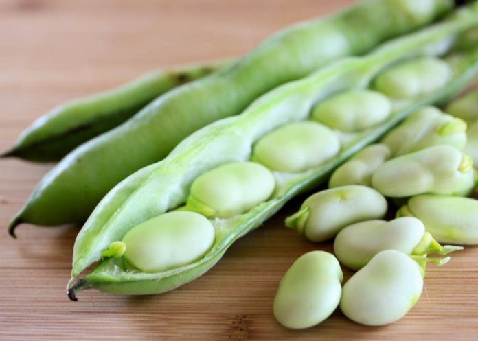 health benefits of fava beans