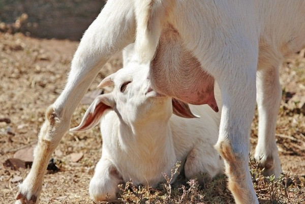 Health Benefits Of Different Types Of Milk